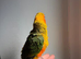 13 weeks old handreard sun conure