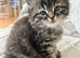 Persian kittens. Beautiful doll faced