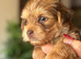 SuperHealth tested Ocean Pearl/coloured Yorkshire Terriers