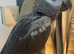 Exceptional Congo African Grey Parrot