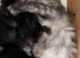 TICA registered Maine coon kittens READY NOW