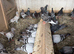 Pigeons