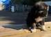 1 stunning Caucasian puppy left. Boy ready to leave
