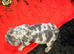 2 French bulldogs