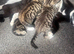 Domestic short hair tabby kittens