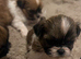 Beautiful Shih Tzu Girls Looking for Their Forever Homes