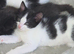 5 beautiful kittens