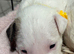 Beautiful Bullterrier pups