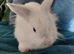 Male lionhead mixed breed rabbits