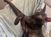 Tica champion Cornish Rex female