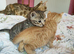Ginger Grey Tabby Bengal X kittens