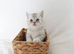 Female registered kittens