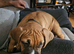 Mastiff/staffy mix