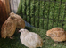 Quail birds