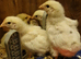 Jersey Giant x Warren Brown Chicks