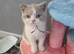 Still available British shorthair kittens 1 girl 2 boys ready now