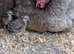 Olive egg layer with chicks