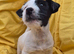 **Reduced as last 1!**Gorgeous little Jack russel puppies