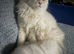 1 year old Male Maine Coon for sale