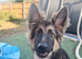 German Shepherd Female Puppy