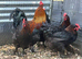 Pure bred French Black Copper Marans and hatching eggs