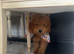 Maltipoo boy f1 red
