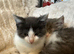 Grey and white kitten