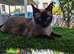 Beautiful sphynx x ragdoll kittens