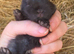 Baby Black Nethrland dwarf doe