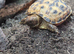Baby horsfield tortoises + setups