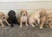Cokapoo puppies