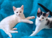 Turkish Angora mix kittens