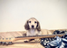 English cream miniature dachshunds