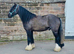 13.3/14hh - George, Rising 4year old still growing