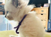 Purebred Ragdoll Kittens, Blue Point and Blue Mitted
