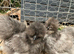 Sexed female silkies