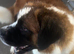 KC REG SAINT BERNARD