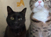 Bonded pair of loving indoor cats looking for a calm home