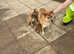 Shiba Inu pups