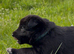 Beautiful Shollie Pups