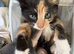 Beautiful kittens