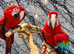 Friendly Super Tame Talking Greenwing Macaw Parrot 11