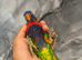 Ready Now Baby Handreared RainBow Lorikeet