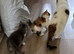 Exotic kittens avaliable London