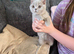 British shorthair kittens