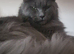 Half Maine Coon 2