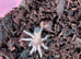 Tarantulas for sale