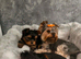 mini yorkshire terrier