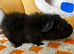 Bonded Baby Male Guinea Pigs