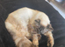 Gorgeous Ragdoll 7 Years Old Girl Vet Chkd an Vaccinated